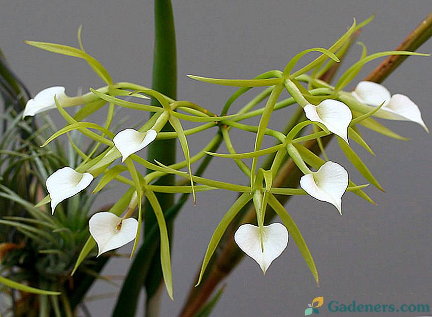 Орхидея на Брасивала