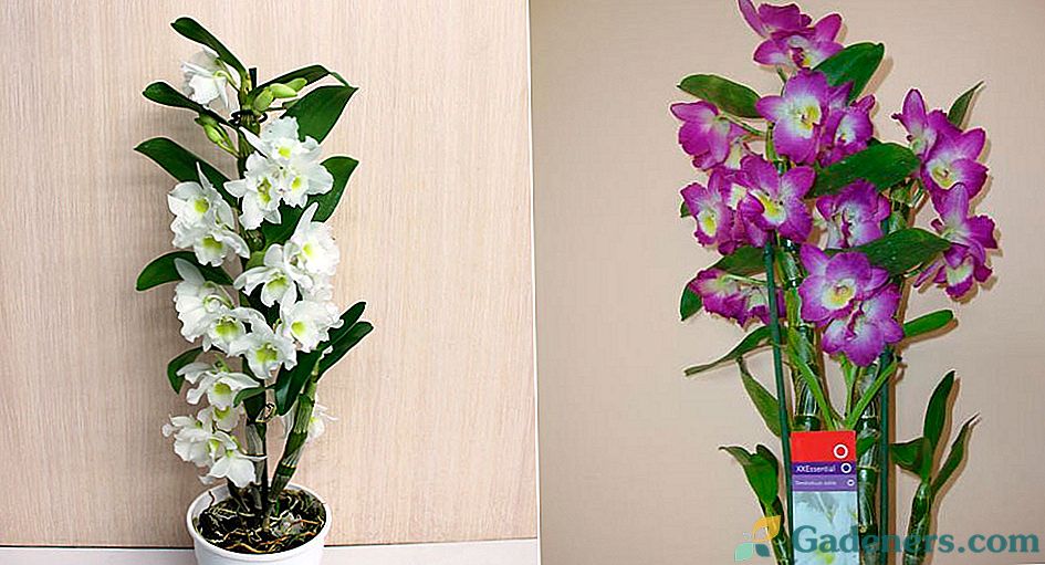 Orchid Dendrobium Nobile