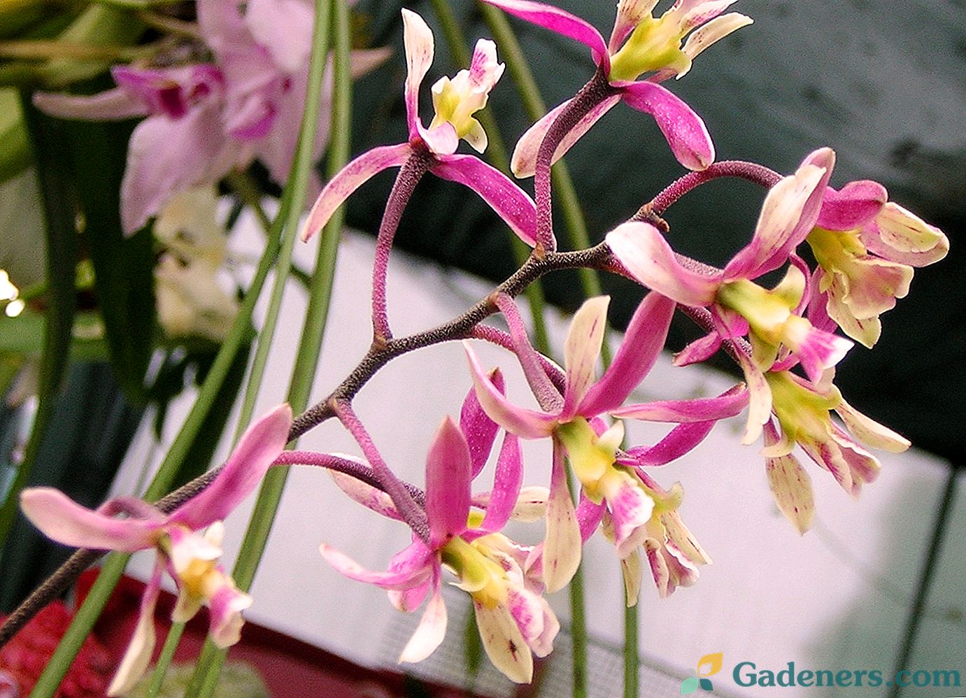 Encyklika orchideí