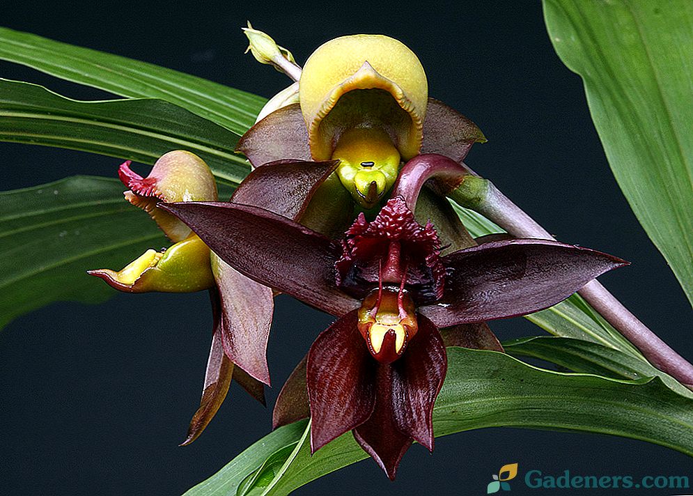 Orchidová katasetum