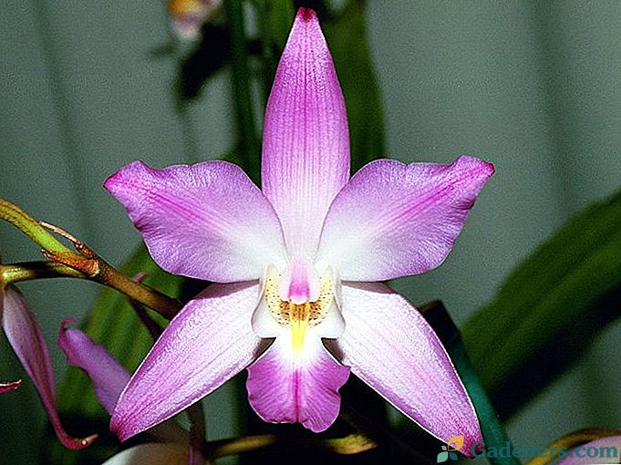 Orchid lelia
