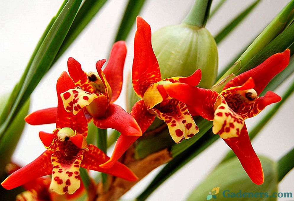 Орхидея максилария