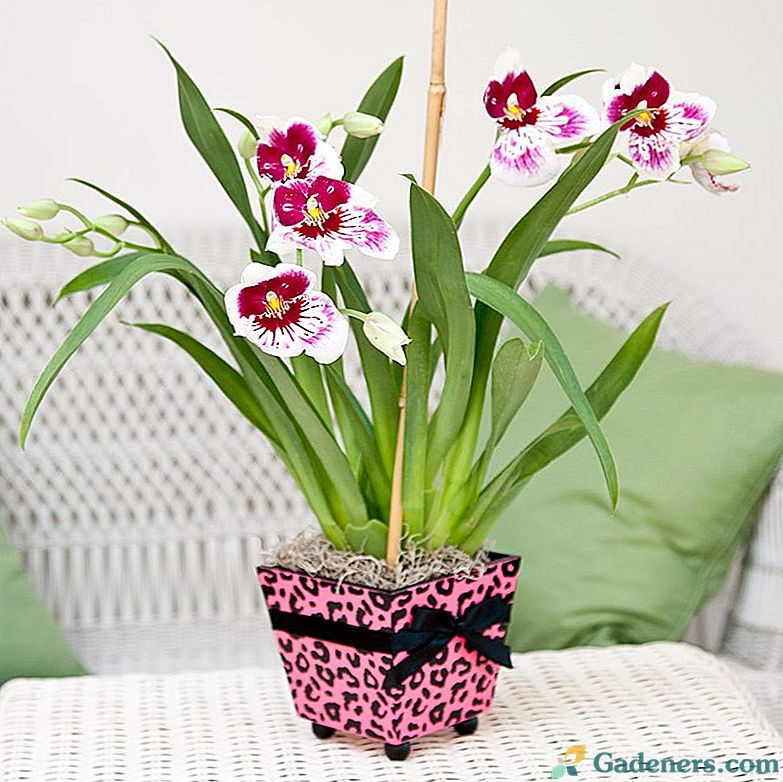 Miltonia Orchid