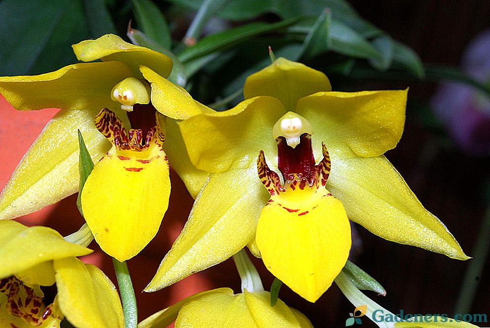 Пролетна орхидея