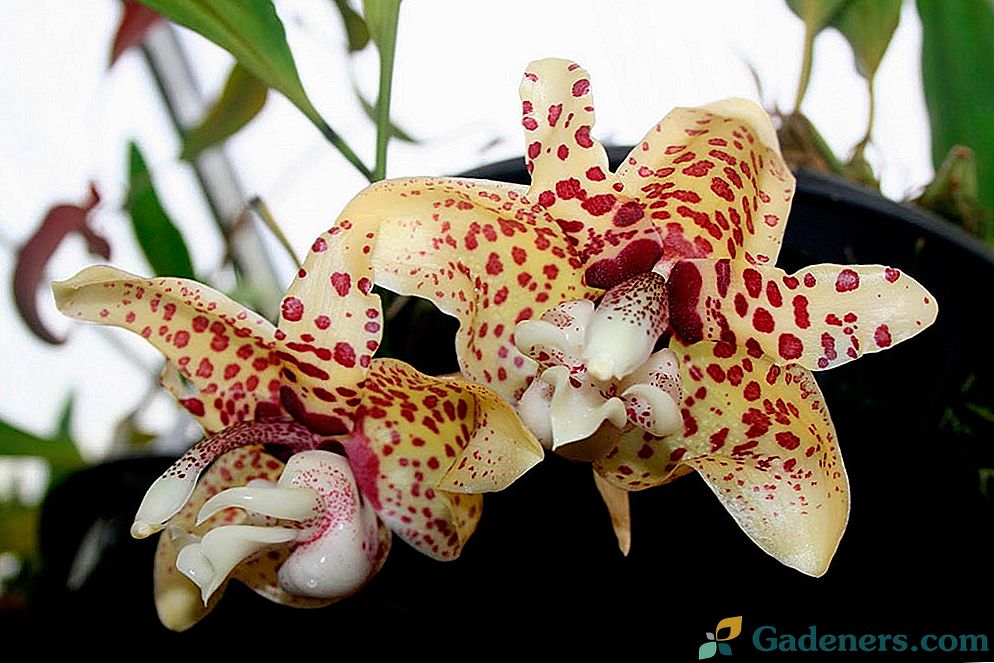Stonožka orchidea