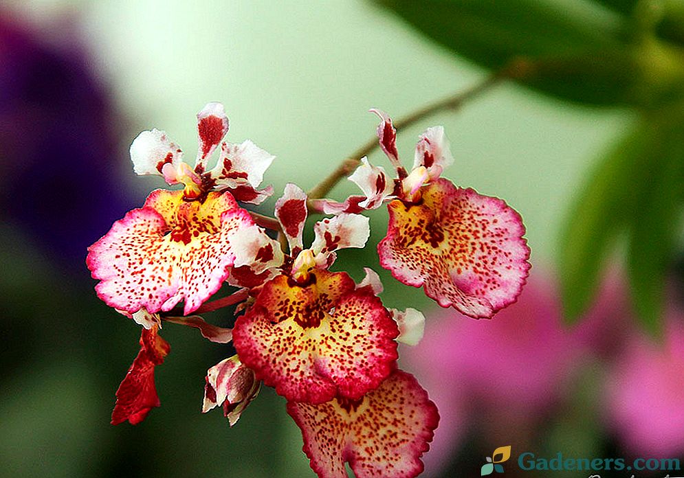 Tolumnija orhideja