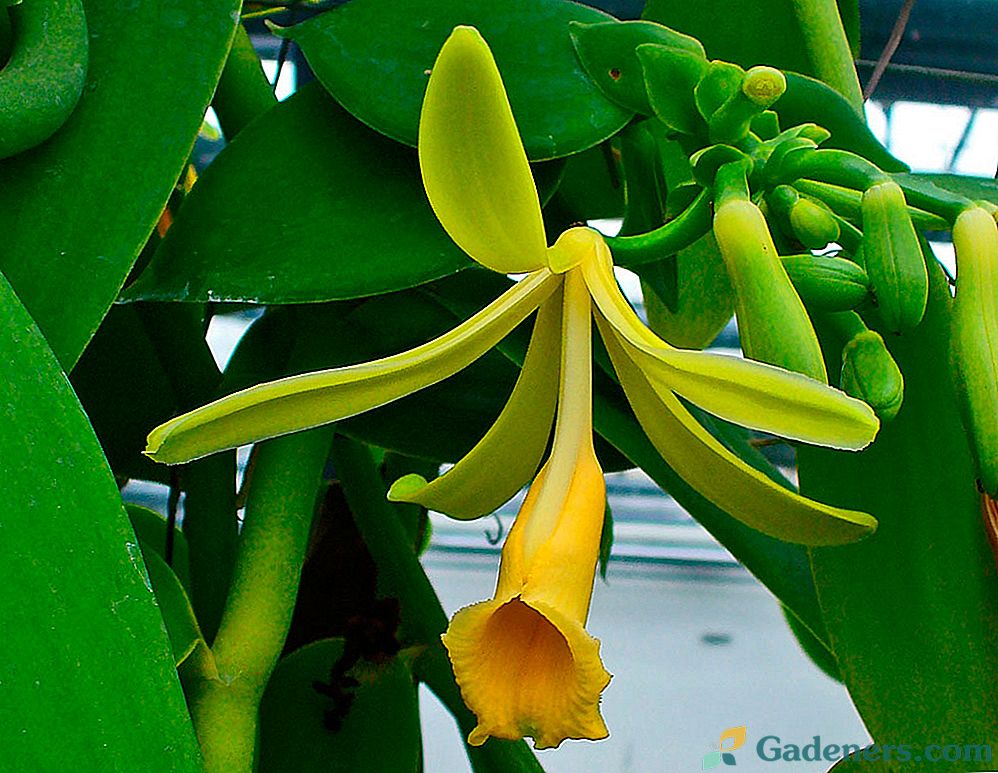 Vanilka orchidea (Vanilka orchidea)
