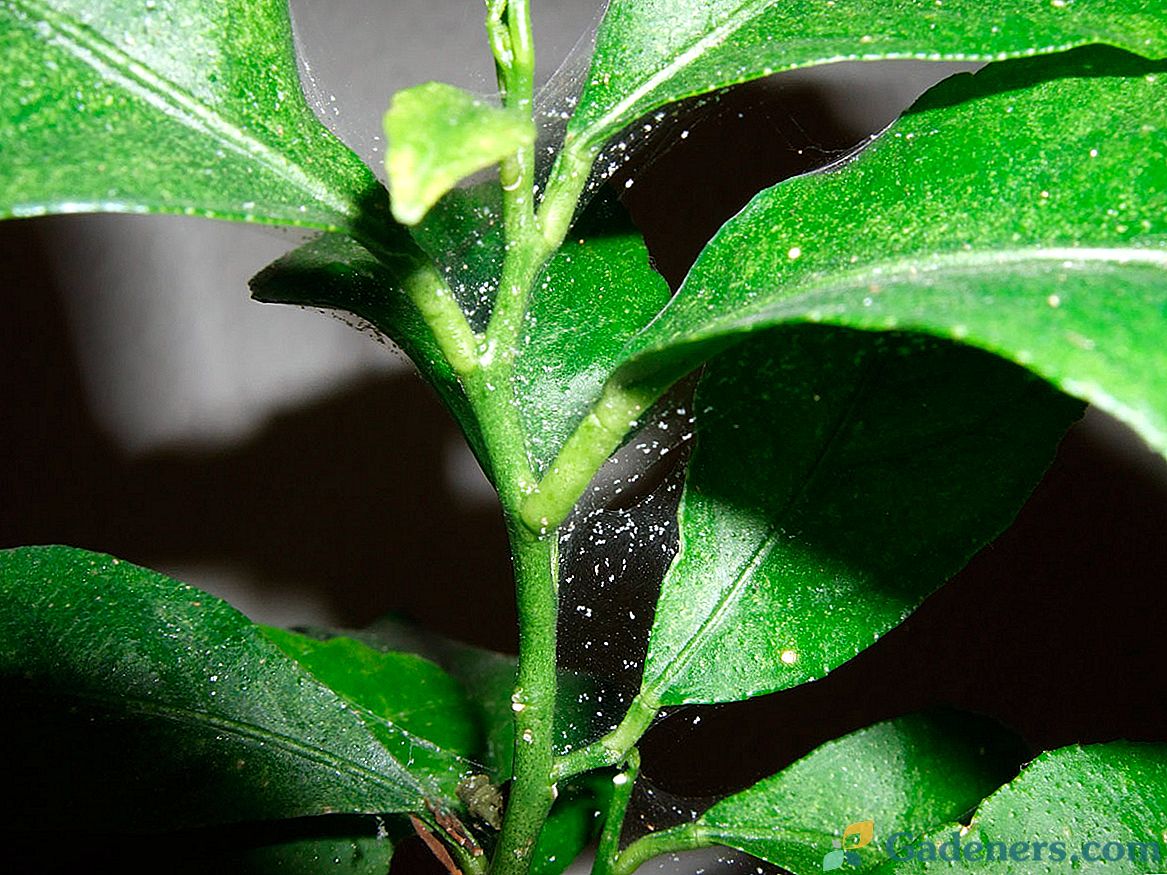Spider mite na zatvorenim biljkama