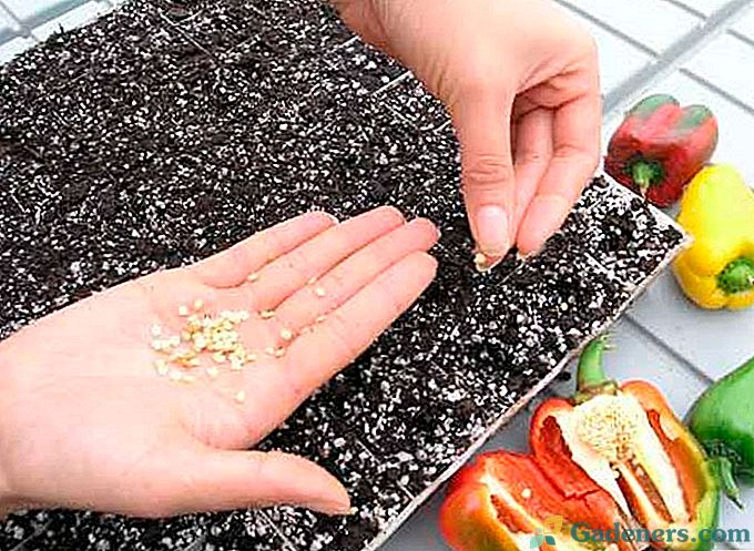 Priprema sjemenki paprike za sjetvu za sadnice