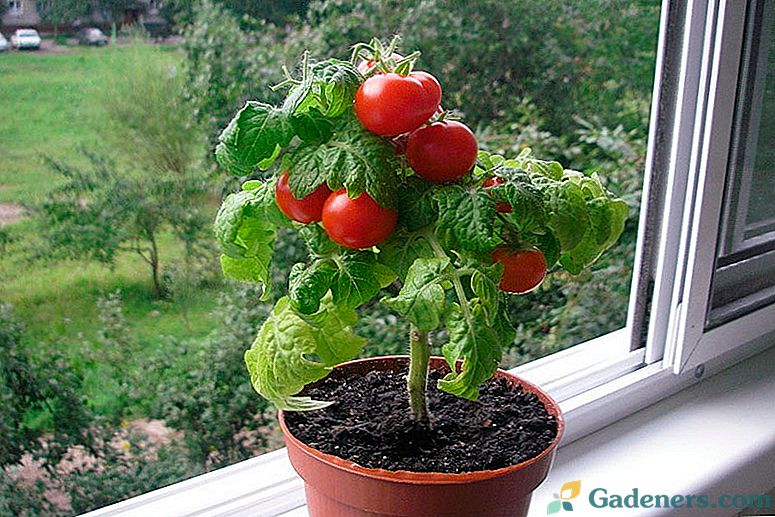 Vyšnių pomidorai ant palangės