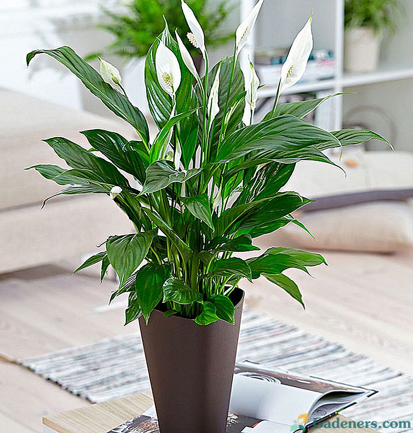 Spathiphyllum