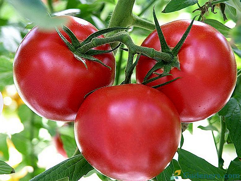 Seznam nejlepších odrůd rajčat