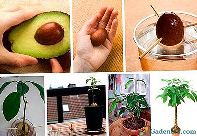 Вирощування авокадо в домашніх умовах