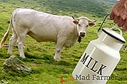 Razze TOP-7 di vacche da latte
