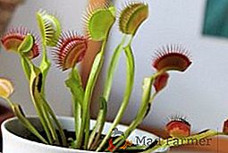 Cómo hacer crecer un venus flytrap en casa