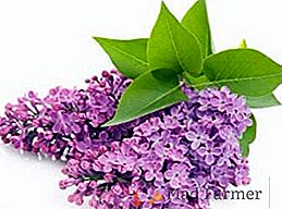 Lilac: sfaturi pentru plantare și îngrijire