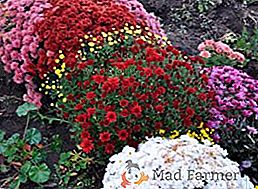 Plantare și îngrijire de multiflora crizantema, în special cultivarea plantelor globulare
