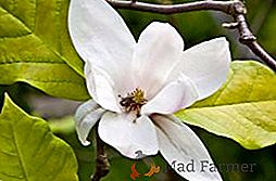 Reproducción vegetativa y de semillas de magnolia