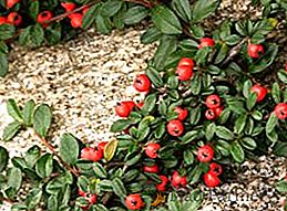 Description de tous les types de reproduction du cotonéaster