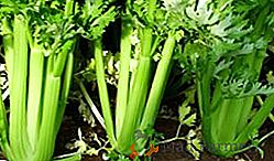 Zvláštnosti pěstování celeru zeleru: pravidla pro výsadbu a péči