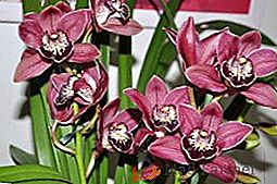 Cymbidium orchidea, regole di cura di un fiore sul davanzale di una finestra