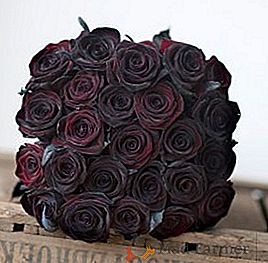 Rose "Baccara noir": description et particularités de la culture
