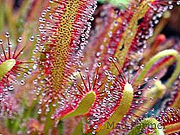 Règles de base pour le traitement de la drosera