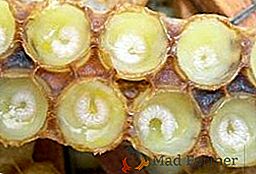 Zhromažďovať materské želé, ako získať výrobok v včelí