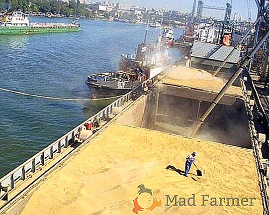 V prvem tednu februarja so pristanišča Krasnodržavnega ozemlja zmanjšale čezmorske pošiljke žit