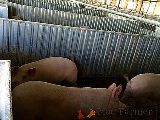 La production porcine russe a augmenté de 9,4%