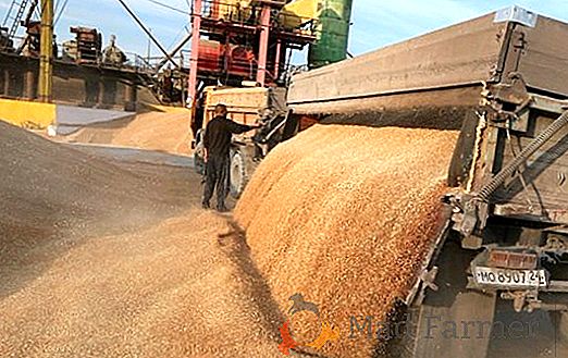 Ministrstvo za kmetijstvo Rusije je naredilo nove napovedi izvoza žita