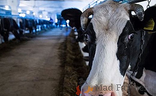 Il ministero dell'Agricoltura della Russia permetterà l'uso di latte di vacche leucemiche