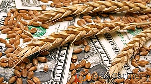O Ministério da Agricultura da Rússia não retomará a intervenção na compra de grãos