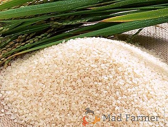 El déficit de arroz en Rusia es de aproximadamente 80 mil toneladas