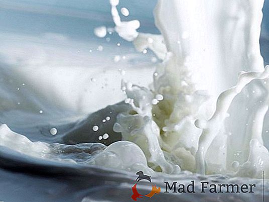 Il governo russo ha approvato nuove regole di sussidio per i produttori di latte