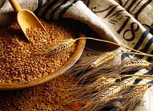 Русский рубль зміцнюється і затримує експорт пшениці
