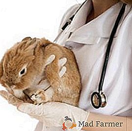 Enfermedades de los conejos: métodos de su tratamiento y prevención