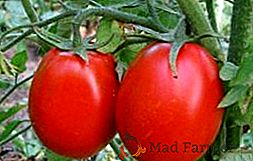 Principiante di pomodori: in crescita e cura