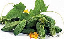 Cucumber-okurky: nejlepší odrůdy