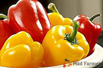9 varietà interessanti di peperone dolce: miracolo californiano, rondine, belozerska, miracolo arancione e altri
