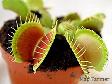 Ali veste, kako rasti Venerasto flytrap iz semen?