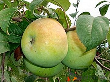 Ах, коя вкусна "март" ябълка: описание на сорта и неговите характеристики