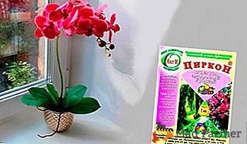 Nós ativamos o crescimento e prolongamos a floração com zircão. Recomendações como aplicar para orquídeas