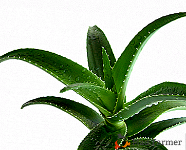 Aloe: rostlina, růst, množit se