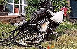 Aristocratas de um tipo de galinha - raça decorativa Phoenix (Yokohama)