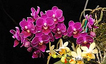 Lusso aristocratico dell'orchidea di Multiflora: come coltivare un fiore e prendersi cura di esso?