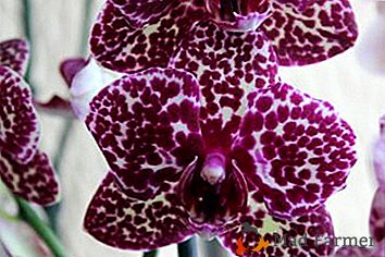 Fleur aromatique Chat sauvage: description et photo de phalaenopsis, reproduction et soin de la plante