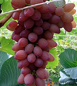 Uvas aromáticas e grandes "Vodograi"