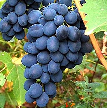 Pachnące i słodkie winogrona Augusta
