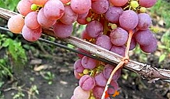 Uvas aromáticas y jugosas de la variedad "Rusven"
